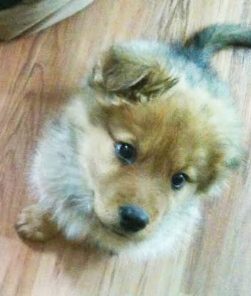 Pondering a Pooch? – Pt. 2 – Puppy or Adult