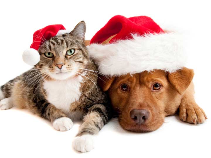 Trim Our Tree for Charity!