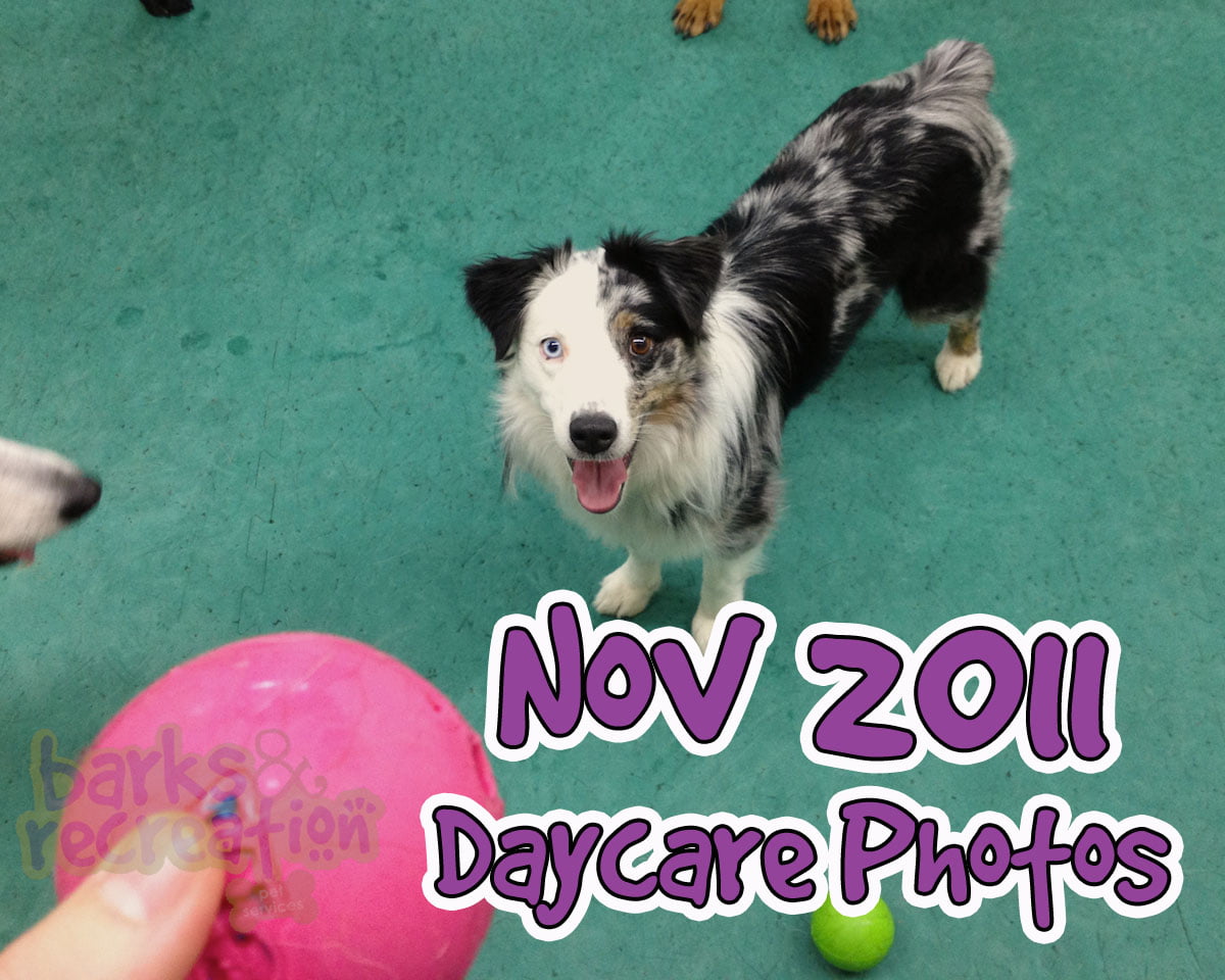 2011-11 – (96 photos) November Daycare Photos