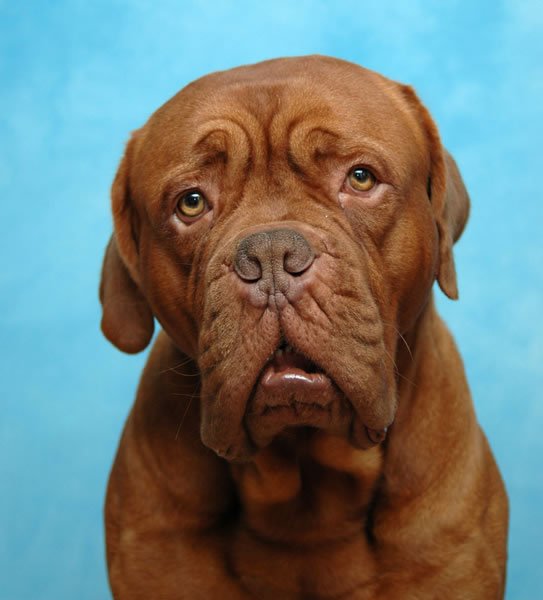 Why Does My Dog….