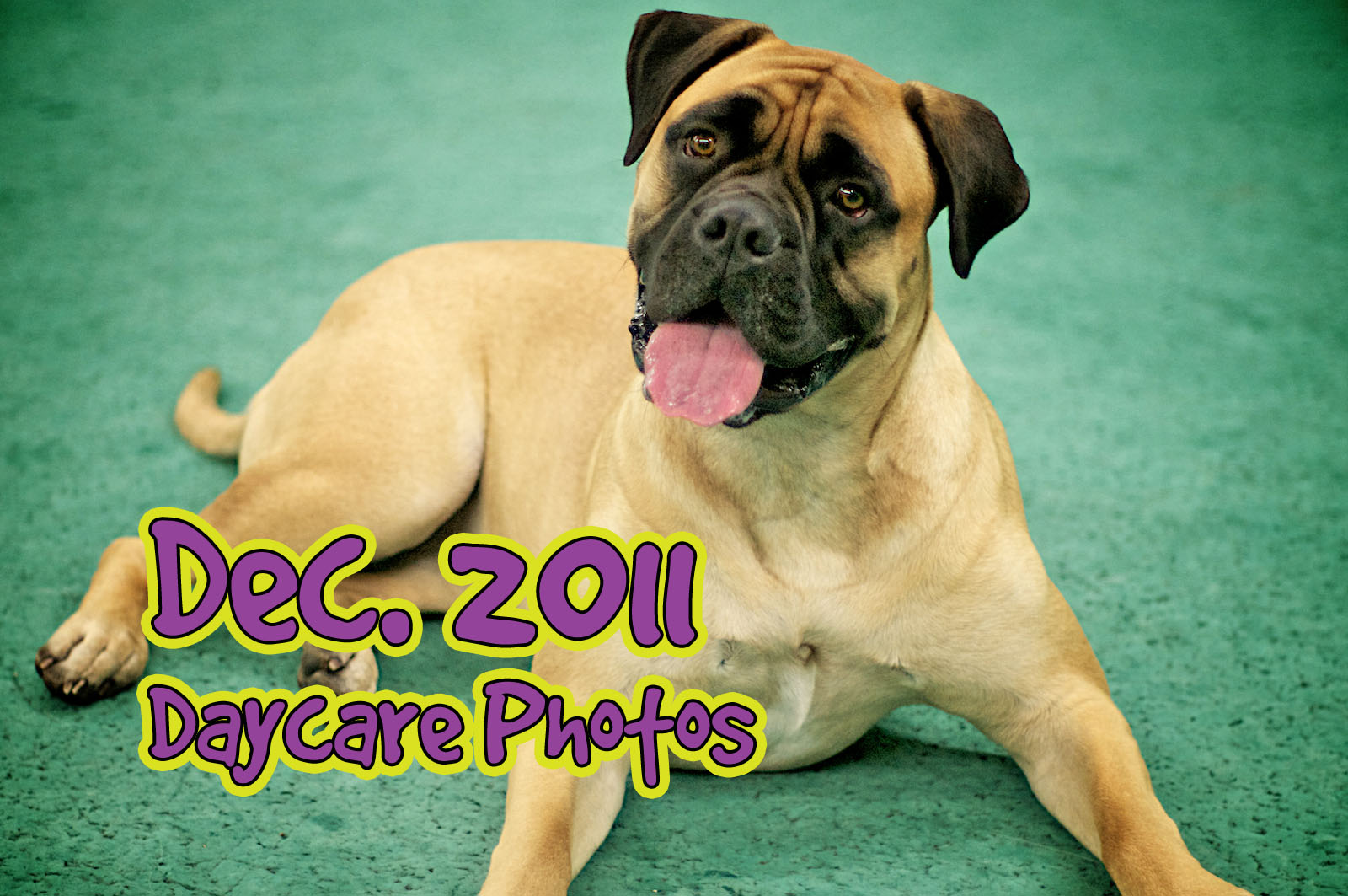 2011-12 – (87 photos) December Daycare Photos