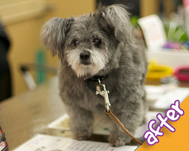 2012-01-12 – Kibbles – Before & After Grooming