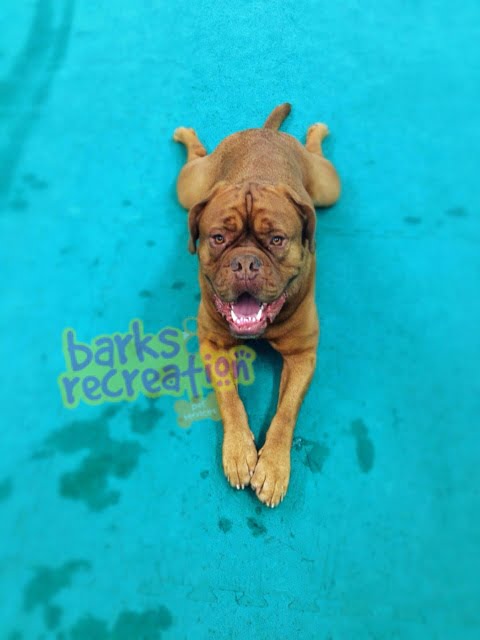 Trigger the French Mastiff