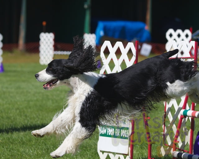 2012 Love2Play Spring Fling Agility Photos