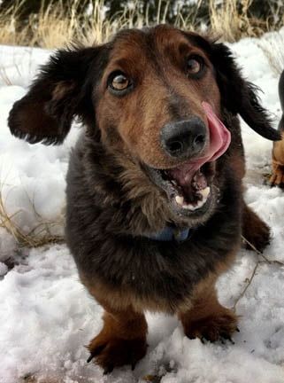 YOUR DOG IS COMMUNICATING WITH YOU, NOW LISTEN!