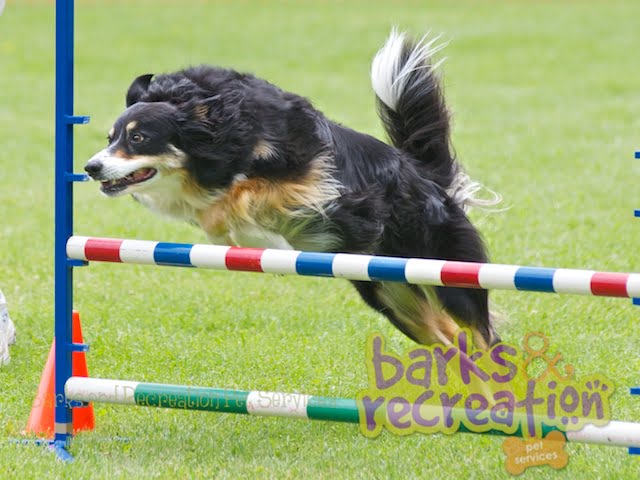 2012-06-30 – Kootenay K9’s Agility Trial Saturday (394 photos)