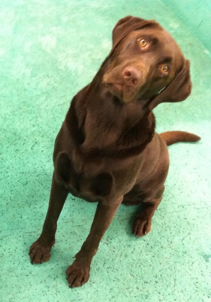 The Scoop on Dog-Friendly Dog Training