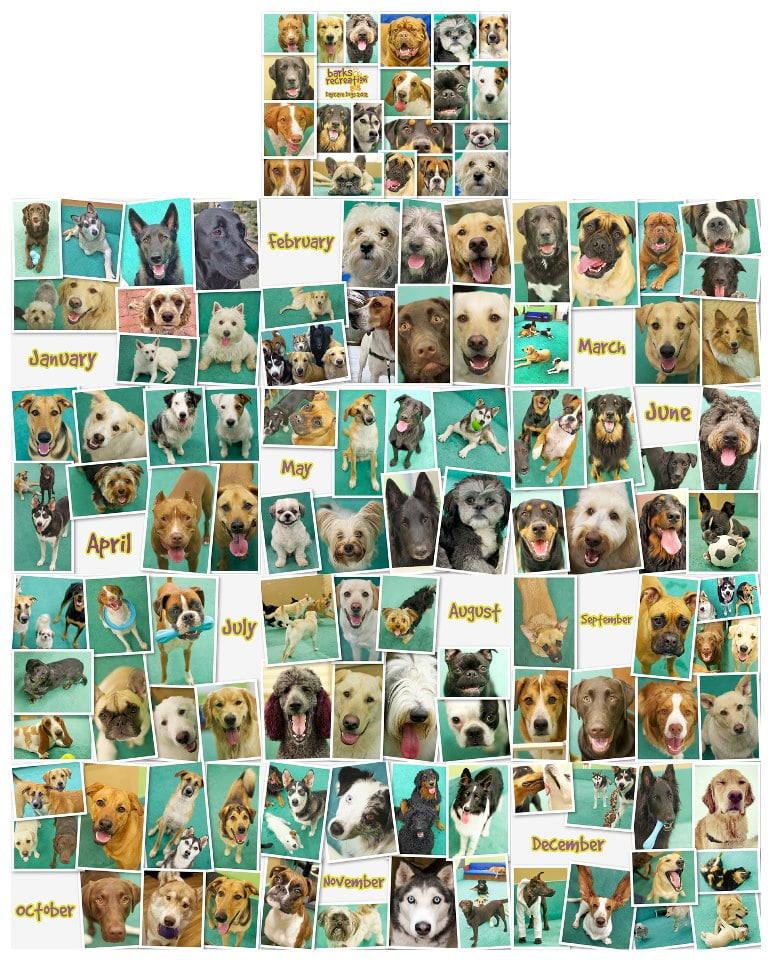 2013 Barks and Recreation Daycare Dog Calendar for the SPCA
