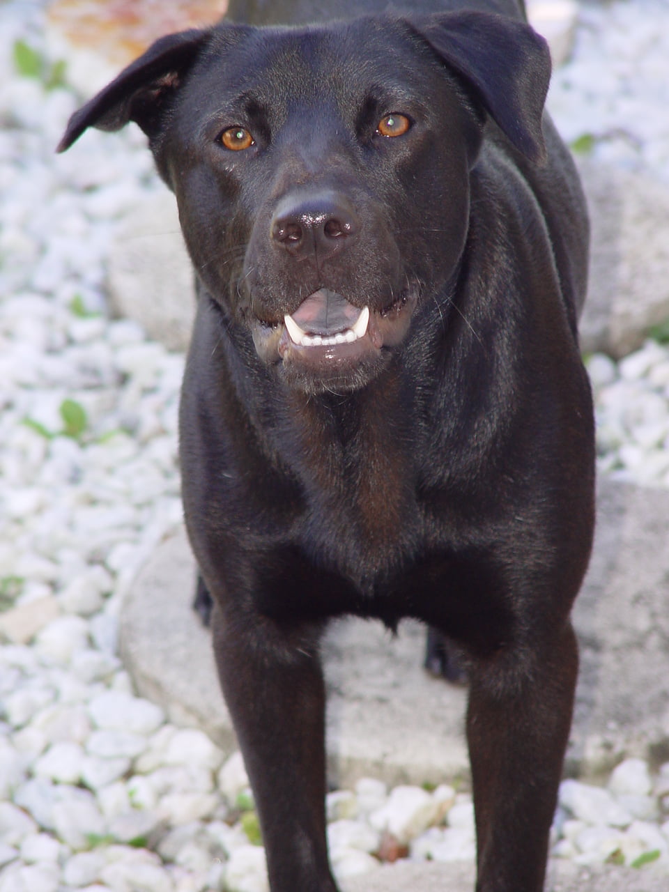 5 Harsh Realities of Treating Dog Aggression