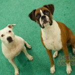 Sadie the pitbull and Aries the Boxer.