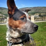 Axel the Australian Cattle Dog looking for fun times down by the Columbia River.