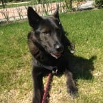 Bear the Husky Mix is a rescue from H.E.A.R.T. Rescue in the Kootenays