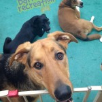 Bentley, Sophie, and Dyna