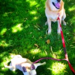 Best friends Sophie, the French Bulldog, and Rosco, the Lab/Husky/Staffie X