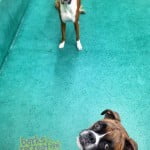 Boxer time, Aries and Koda