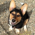 Cute, little Maddie, the Corgi mix