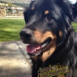 Happy Cy the Rottie mix loving the summer weather.