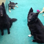 Dexter and Shilo with Una and Rosco in the background.