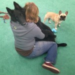 Dexter the ultimate 70lb lapdog