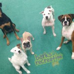 Dog Crew: Sadie, Kage, Sophie, Sadie Pitbull, and Aries