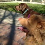 Dozer and Calla peering off into the distance together.