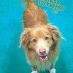 Dozer the Duck Toller happy to be at the daycare.