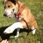 Dyna giving me a low five.