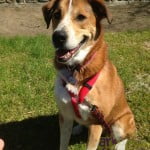 Dyna the Kootenay Special hanging out in the sun.