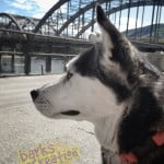 Emery the Husky mix hanging out near the Trail bridge.