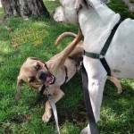 Enzo doing some major Kung Fu on unimpressed Sadie