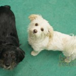 Frankie and Abby are bestest friends.