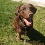 Happy Calla the Chocolate Lab