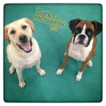 Happy Ivy the Lab and Aires the Boxer