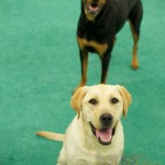 Happy Ivy the Lab and Sadie the Rottie.