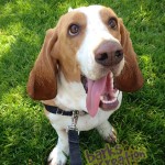 Happy Waffles the Bassett Hound