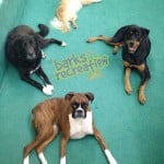 Hutch, Koda, Sadie, and Marley