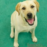 Ivy sitting nicely for her photo.