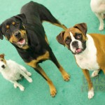 Kage the Parsons Terrier, Sadie the Rottie, and Aries the Boxer