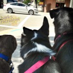 Koda, Bailey, and Sadie