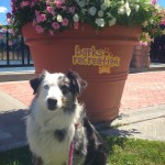 Lily the Mini Australian Shepard