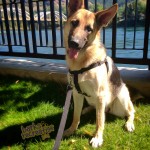 Lovely Lily the German Shepard