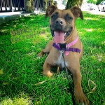 Mylie the Boxer chillin' on the grass