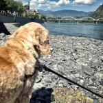 Oliver the Cocker Spaniel peering out over the Columbia River.