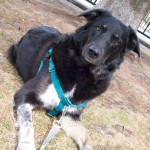 Pet Portrait Painting - Shanna Original Image