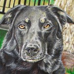 Pet Portrait Painting - Shanna Finished Detail