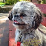 Phati the Shih Tzu sitting on a bench at the park.