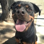 Roro the Rottie