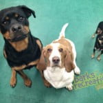 Roro the Rottie, Waffles the Bassett Hound, and Dekker the Chihuahua