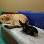 Rosco and Dekker like each other's company, hanging out on the couch together.