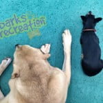 Rosco and Dekker taking a nap together in the daycare.